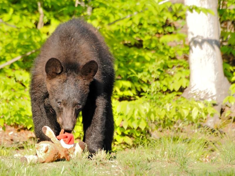 Bear eating deer! Hunting Related Pictures Hunting New York NY